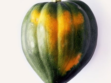 Acorn Squash Cheap