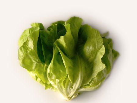 Butterhead Lettuce Online now