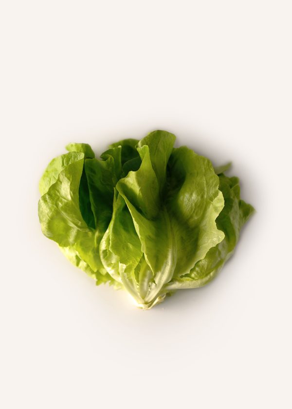 Butterhead Lettuce Online now