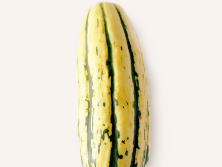 Delicata Squash Online