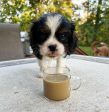 Barkista Pumpkin Spice Latte Instant Dog Coffee on Sale