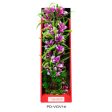 Aquatop Vibrant Garden Plant Violet, 1 Each 16 in by Aquatop Discount